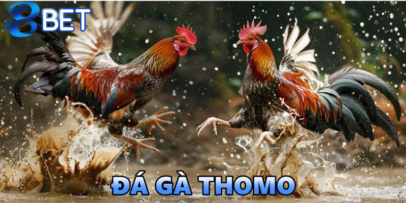 đá gà thomo