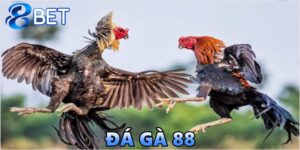 đá gà 88